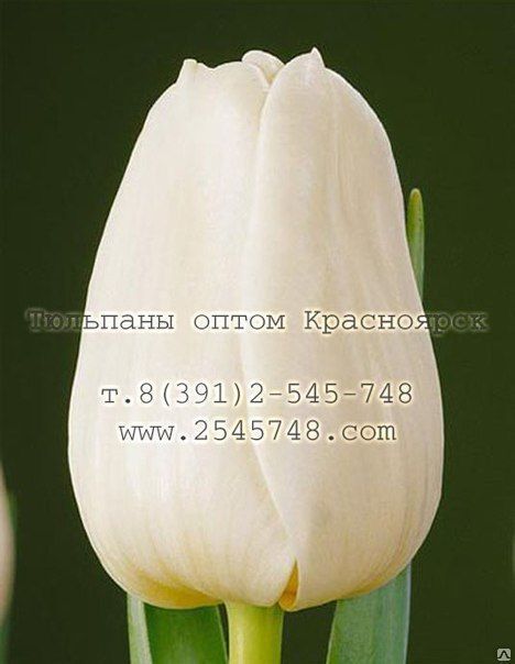 Тюльпаны белые к 8 Марта Antarctica