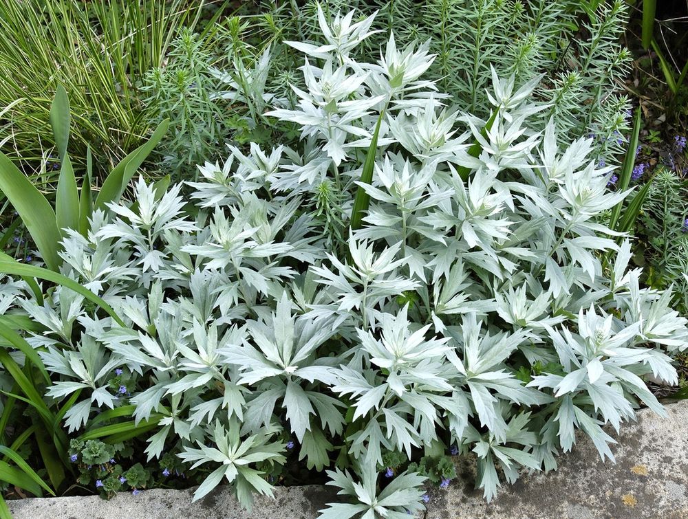 Полынь Людовика (Artemisia ludoviciana) 2-3 л конт.