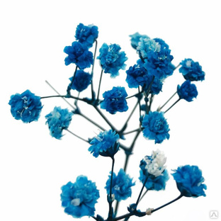 Стабилизированные цветы Гипсофилы (синие). Картонная коробка 10 х 8 х 3,5 см 