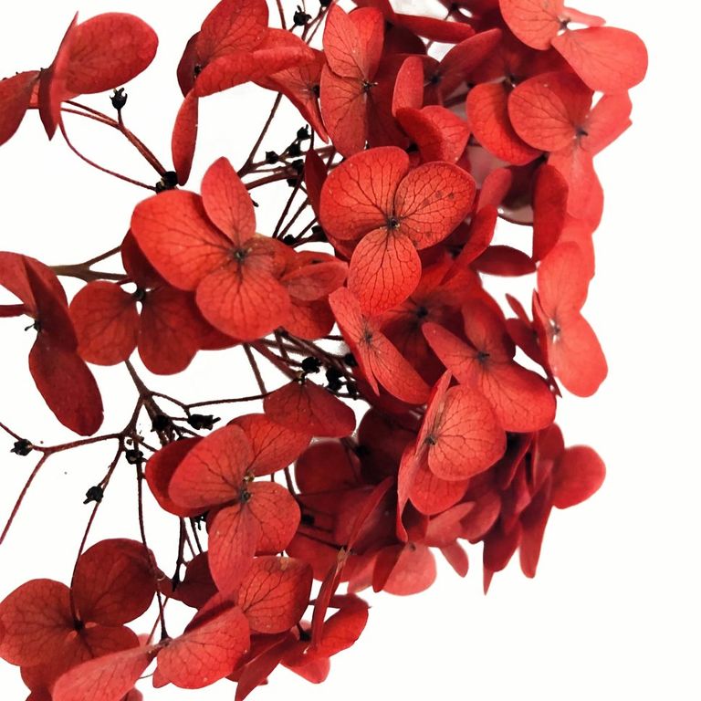 Стабилизированные цветы Гортензии (красные). Картонная коробка 10 х 8 х 3,5 см
