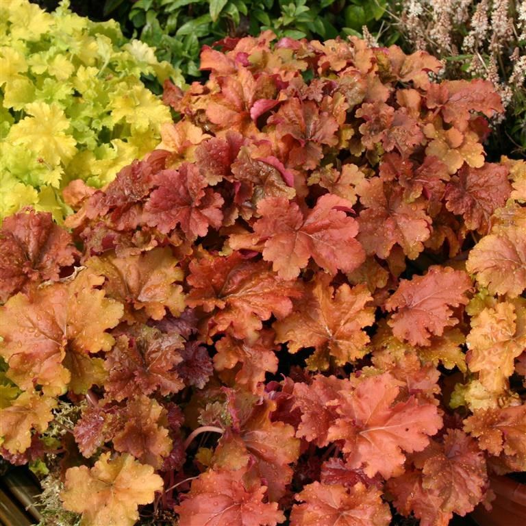 Уникальный окрас листьев - кремовый с бронзовым оттенком