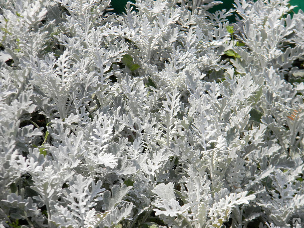 Цинерария Приморская cineraria maritima