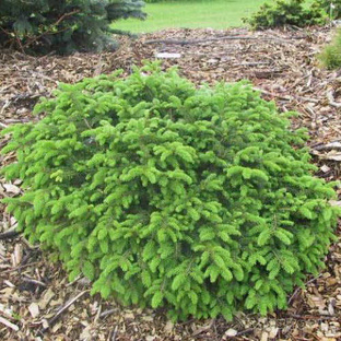 Ель обыкновенная Элеганс (Picea abies Elegans) 5л 20-30 см. 