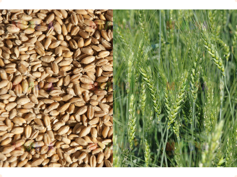 Сидерат Пшеница, 1,0 кг