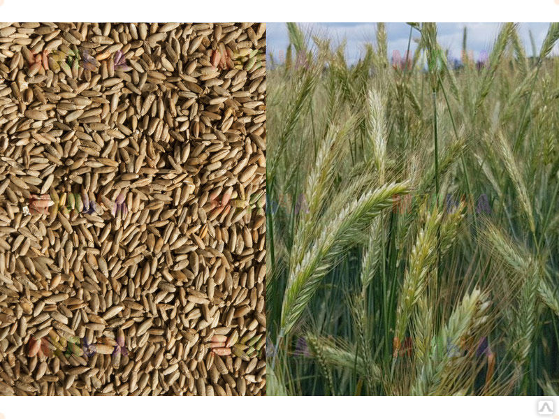 весной озимую рожь. весной озимую рожь. пшеница озимая сидерат. всходы яровой пшеницы. весной озимую рожь.