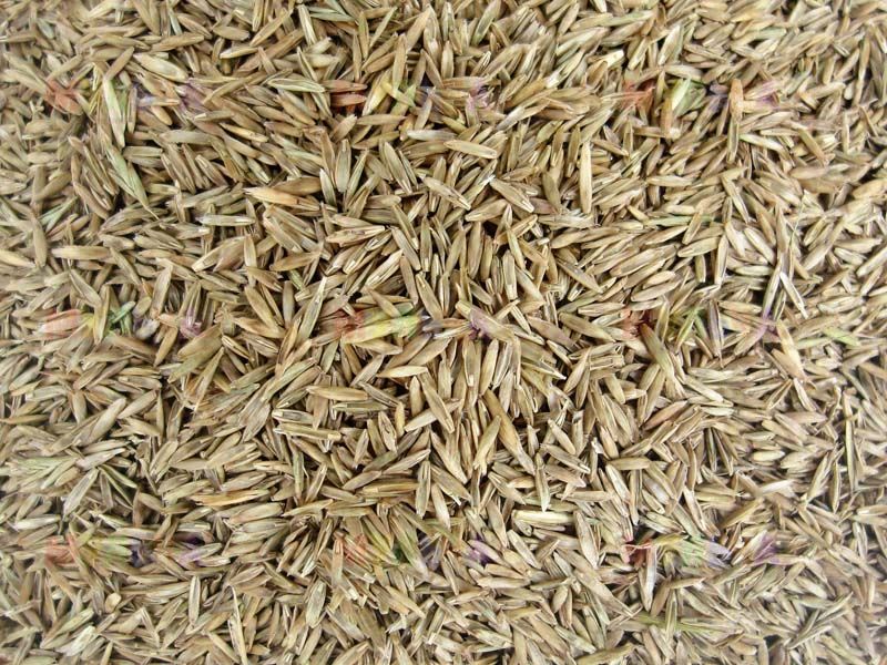 Газонная трава Овсяница луговая семена мешок 1 кг 4