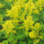 Бузульник Тангутский (Ligularia tangutica) 3л #1