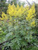 Бузульник Тангутский (Ligularia tangutica) 3л #2