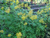 Бузульник Тангутский (Ligularia tangutica) 3л #3